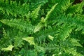 green fern plant texture Royalty Free Stock Photo