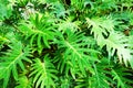 Green fern plant texture Royalty Free Stock Photo