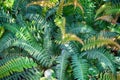 green fern plant texture Royalty Free Stock Photo