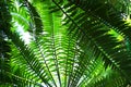 green fern plant texture Royalty Free Stock Photo