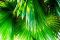 green fern plant texture Royalty Free Stock Photo