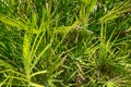 green fern plant texture Royalty Free Stock Photo