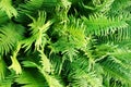 Green fern plant texture Royalty Free Stock Photo