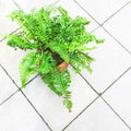 Green fern plant on a tile floor Royalty Free Stock Photo