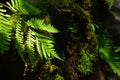 Green fern plant on the wall in the forest with lighting