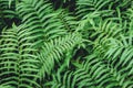 Green fern plant wet moist in tropical rain forest Royalty Free Stock Photo