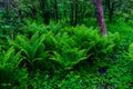 Green fern plants in the forest on spring Royalty Free Stock Photo