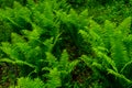 Green fern plants in the forest on spring Royalty Free Stock Photo