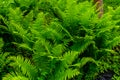 Green fern plants in the forest on spring Royalty Free Stock Photo