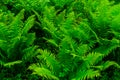 Green fern plants in the forest on spring Royalty Free Stock Photo