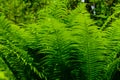 Green fern plants in the forest on spring Royalty Free Stock Photo