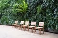 Green fern plants growing on the wall by five empty wooden chairs