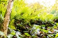 Green fern plants Royalty Free Stock Photo