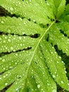 Green fern with rain droplets on pattern leaf