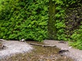 Green fern in the Redwoods, California, USA