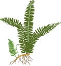 Green fern with rhizome and roots