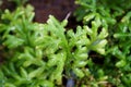 Green fern selaginella involvens Royalty Free Stock Photo