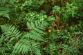 Green fern in the summer forest. Countryside. Reconnecting with nature Royalty Free Stock Photo
