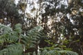 A green fern in the sun. Light breaks through the forest, natural wildlife. Royalty Free Stock Photo