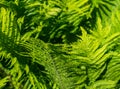 Green fern texture in the garden Royalty Free Stock Photo
