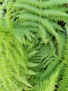 green fern texture Royalty Free Stock Photo