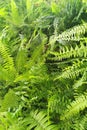 green fern texture Royalty Free Stock Photo