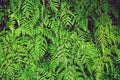 Green fern texture detail background, frame concept Royalty Free Stock Photo