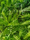 green fern texture Royalty Free Stock Photo