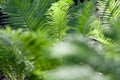 Green fern thickets