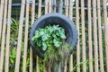 Green fern in tire on bamboo wall