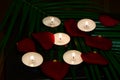 on a green fern tree lit candles and rose petals shot in a low key Royalty Free Stock Photo