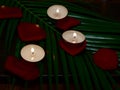 on a green fern tree lit candles and rose petals shot in a low key Royalty Free Stock Photo