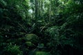 Green fern tree nature in the rain forest Landscape dark tropical forest lush and water stream River Royalty Free Stock Photo