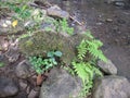 green fern tree on river rock Royalty Free Stock Photo