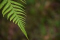 Green fern in tropical rain forest Royalty Free Stock Photo