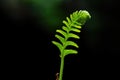 Green Fern Unfurling on dark background. Royalty Free Stock Photo