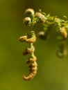 Green fern Royalty Free Stock Photo