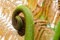 Green fern unrolling a young frond at a botanical garden. Royalty Free Stock Photo