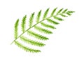 Green fern watercolor illustration. Forest wild evergreen natural leaf hand drawn image. green stem with leaves single image. Isol Royalty Free Stock Photo