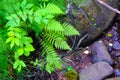 Green, fern and wet stones Royalty Free Stock Photo