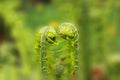 Green fern