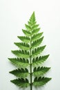 Green fern on white background with dew drops, green fern, plant Royalty Free Stock Photo