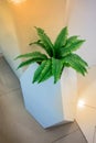 Green fern in white modern tree pot on tile floor