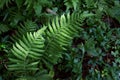 Green Fern Wild Leaves in a Tropical forest Natural Background