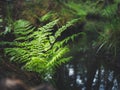 Green fern by the woodland creek Dryopteris filix-mas Royalty Free Stock Photo