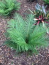 Green fernery cycad garden beds Royalty Free Stock Photo