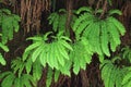 Green Ferns Canyon Walls Contrast Royalty Free Stock Photo