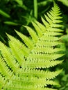 Green ferns Royalty Free Stock Photo