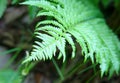 Green ferns Royalty Free Stock Photo