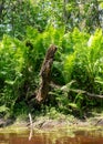 Green ferns on the bank of a small forest river